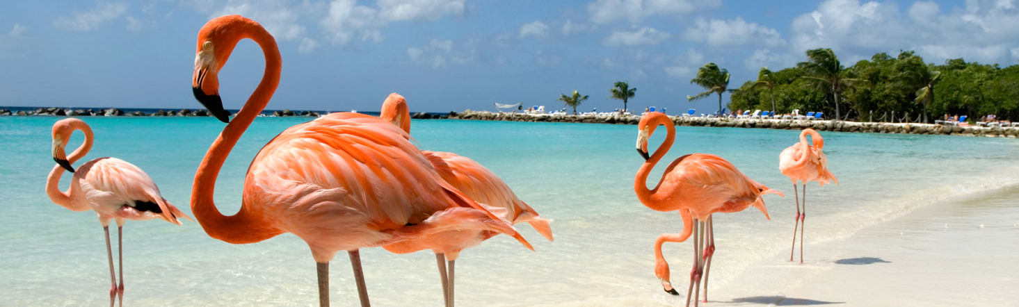 Trip to Aruba